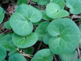 Asarum europaeum