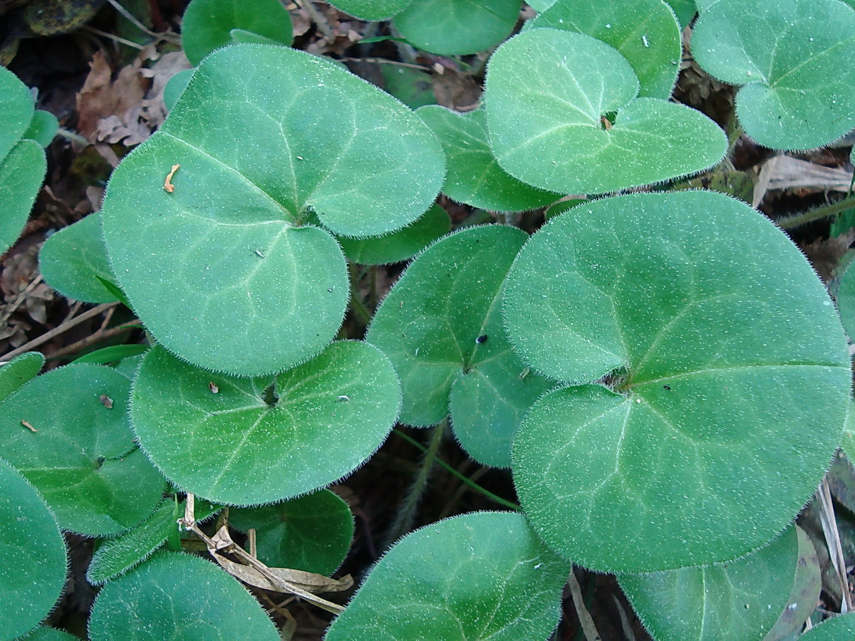 Image of Asarum europaeum specimen.