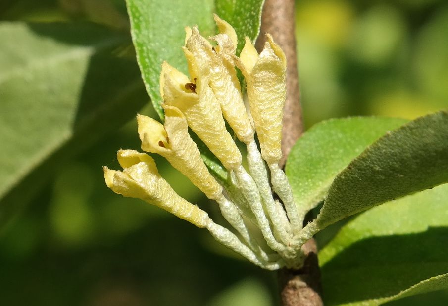 Image of Elaeagnus umbellata specimen.