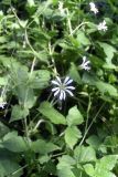 Stellaria nemorum