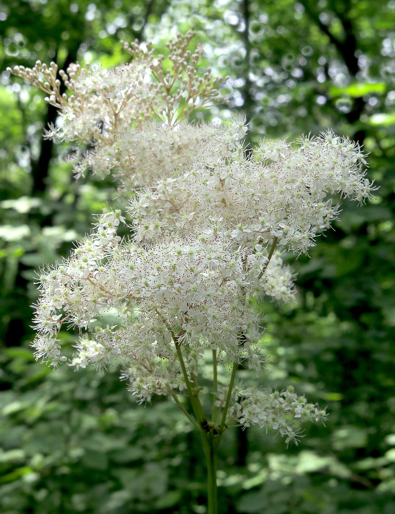 Изображение особи Filipendula palmata.