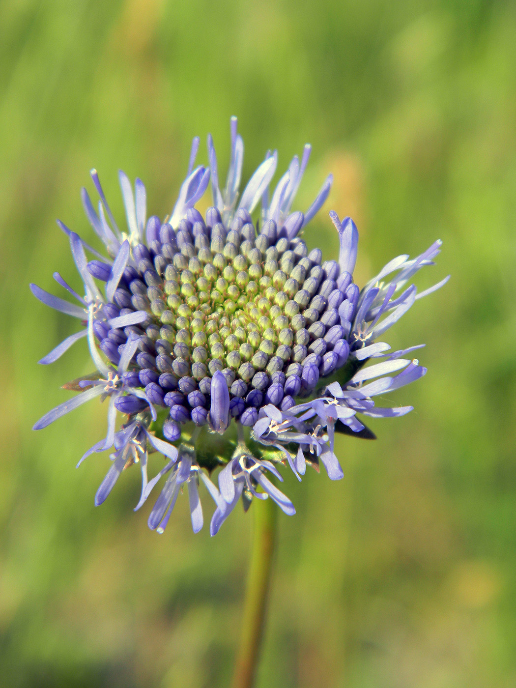 Image of Jasione montana specimen.