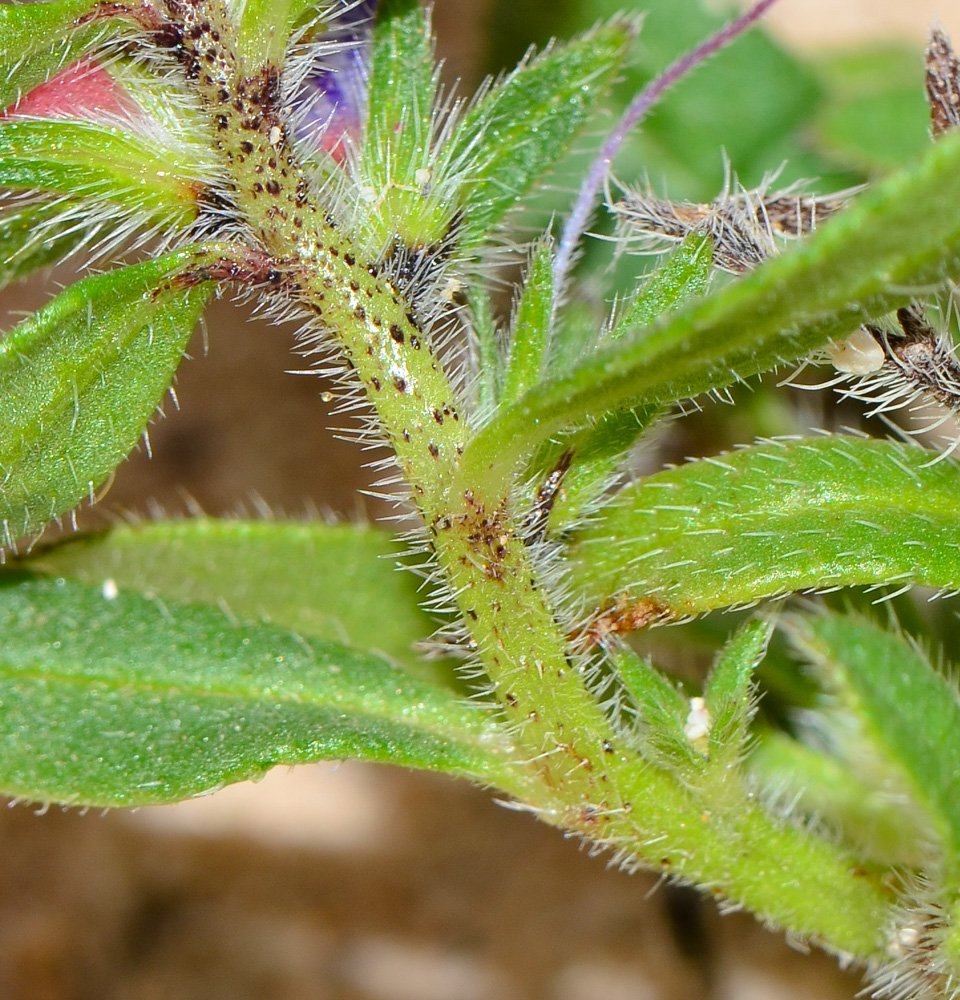 Image of Echium bonnetii specimen.