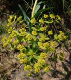 Euphorbia stepposa