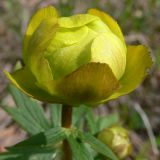 Trollius europaeus