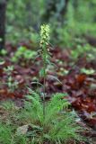 Pedicularis mandshurica. Цветущее растение. Приморский край, Тернейский р-н, окр. пгт Терней, дубовый лес вблизи морского побережья. 13.06.2016.