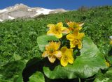 Caltha polypetala. Цветки и листья. Адыгея, Кавказский биосферный заповедник, гора Гузерипль, северо-восточный склон, ≈ 1800 м н.у.м., субальпийский луг, у ручья. 12.06.2016.