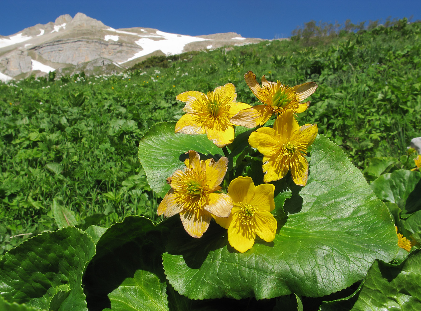 Изображение особи Caltha polypetala.