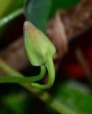 Tropaeolum majus