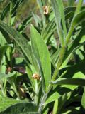 Digitalis grandiflora