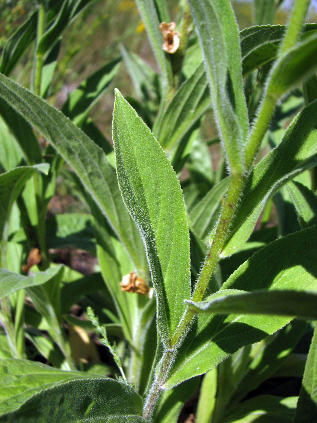 Image of Digitalis grandiflora specimen.