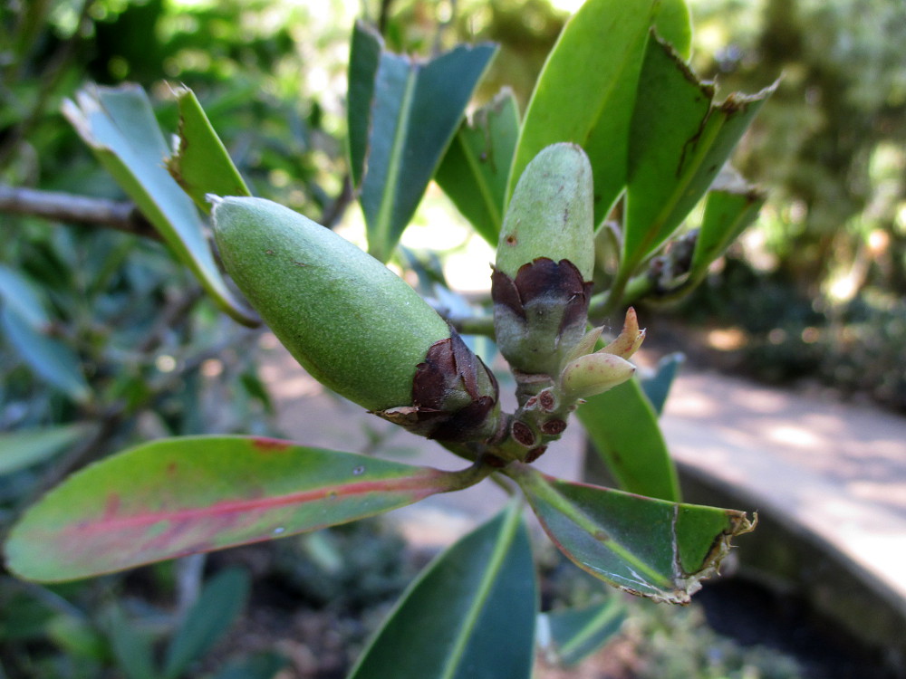 Image of Polyspora axillaris specimen.