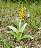 Orchis punctulata