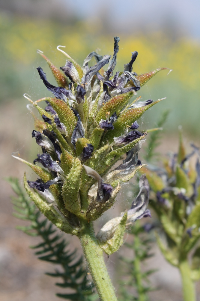 Изображение особи Oxytropis bargusinica.