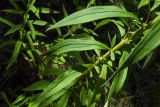 Solidago canadensis