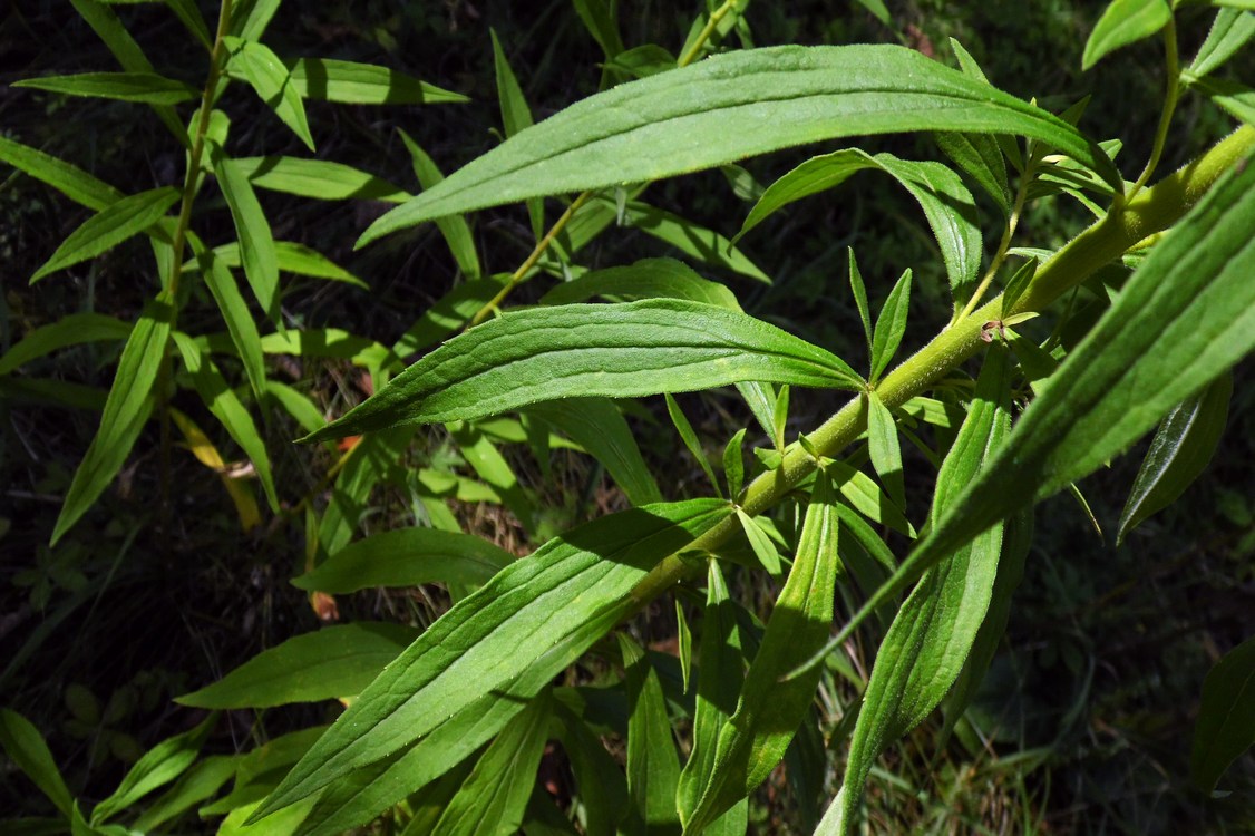 Image of Solidago canadensis specimen.