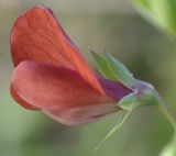 Image of taxon representative. Author is Роланд Цандекидис