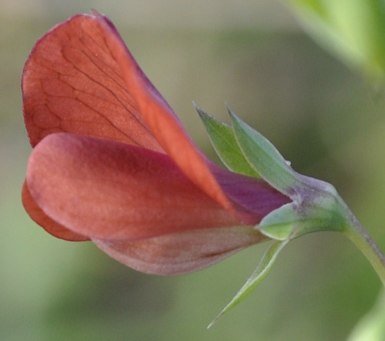Image of Lathyrus cicera specimen.