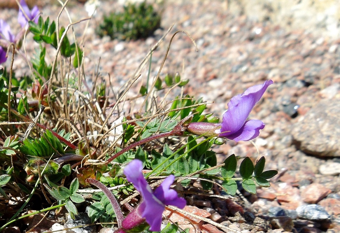 Image of Oxytropis revoluta specimen.