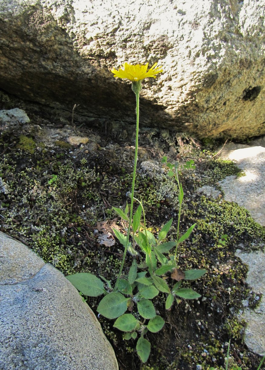 Изображение особи род Hieracium.