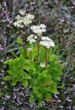 Ligusticum scoticum. Цветущее растение. Исландия, окр. г. Кефлавик, бровка обрывистого склона к морю. 31.07.2016.