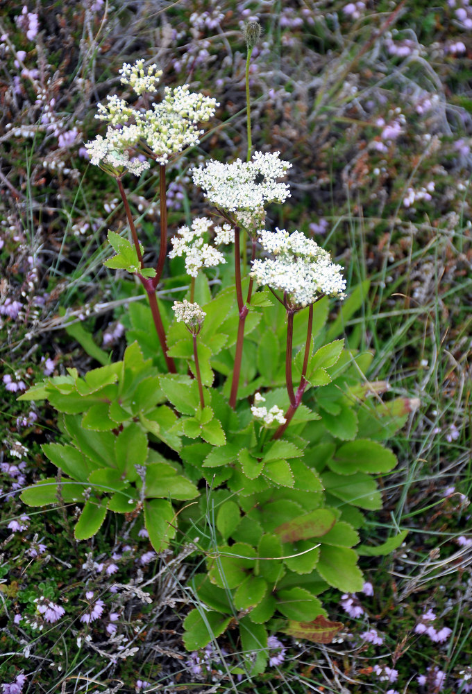 Image of Ligusticum scoticum specimen.