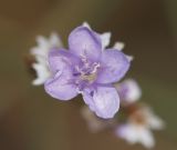 Limonium bungei