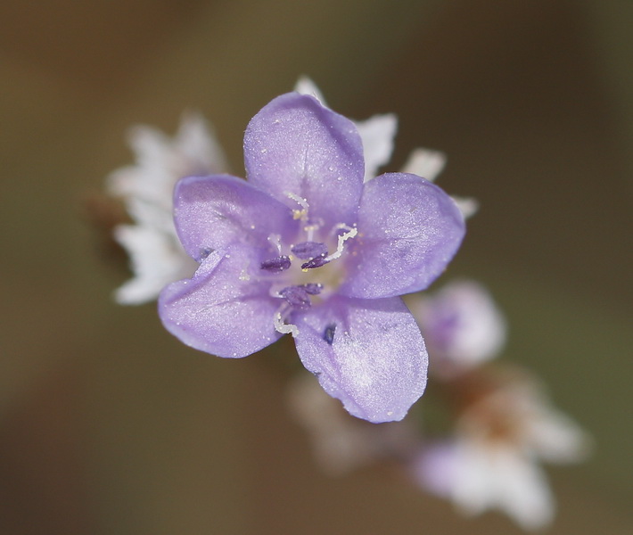 Image of Limonium bungei specimen.