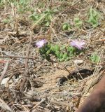 Drosanthemum floribundum. Часть ветки с цветками. Израиль, Шарон, г. Герцлия, высокий берег Средиземного моря, откос набережной, в культуре. 26.04.2015.