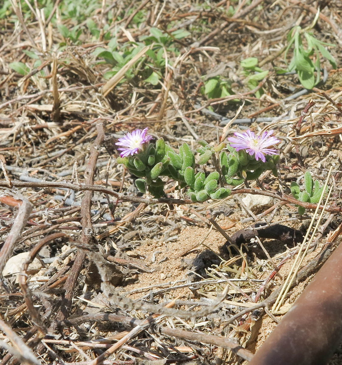 Изображение особи Drosanthemum floribundum.