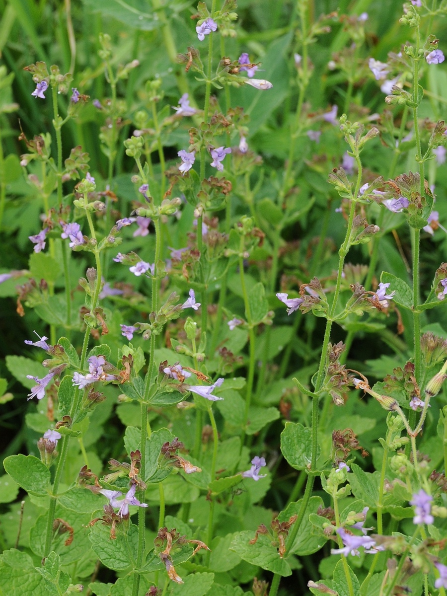 Изображение особи Lophanthus schrenkii.