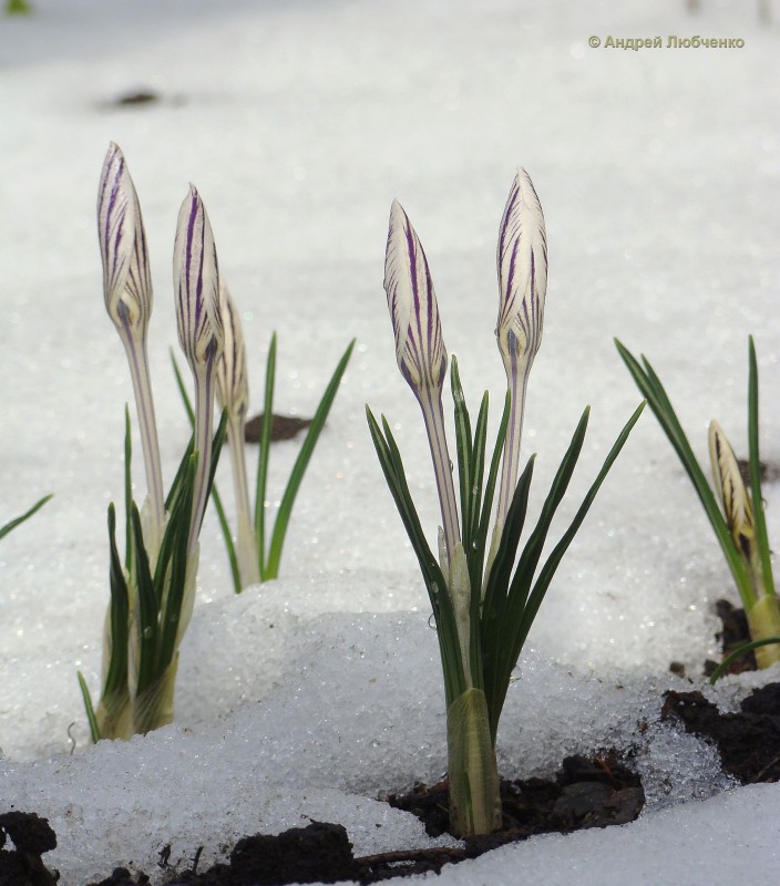 Изображение особи Crocus reticulatus.