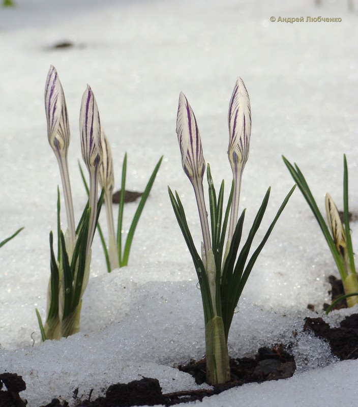 Изображение особи Crocus reticulatus.