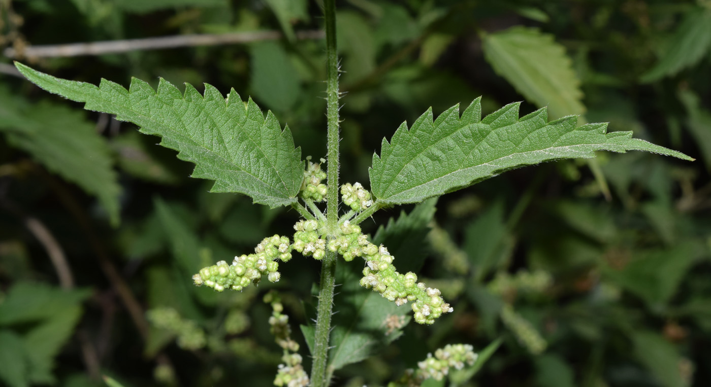 Изображение особи Urtica dioica.