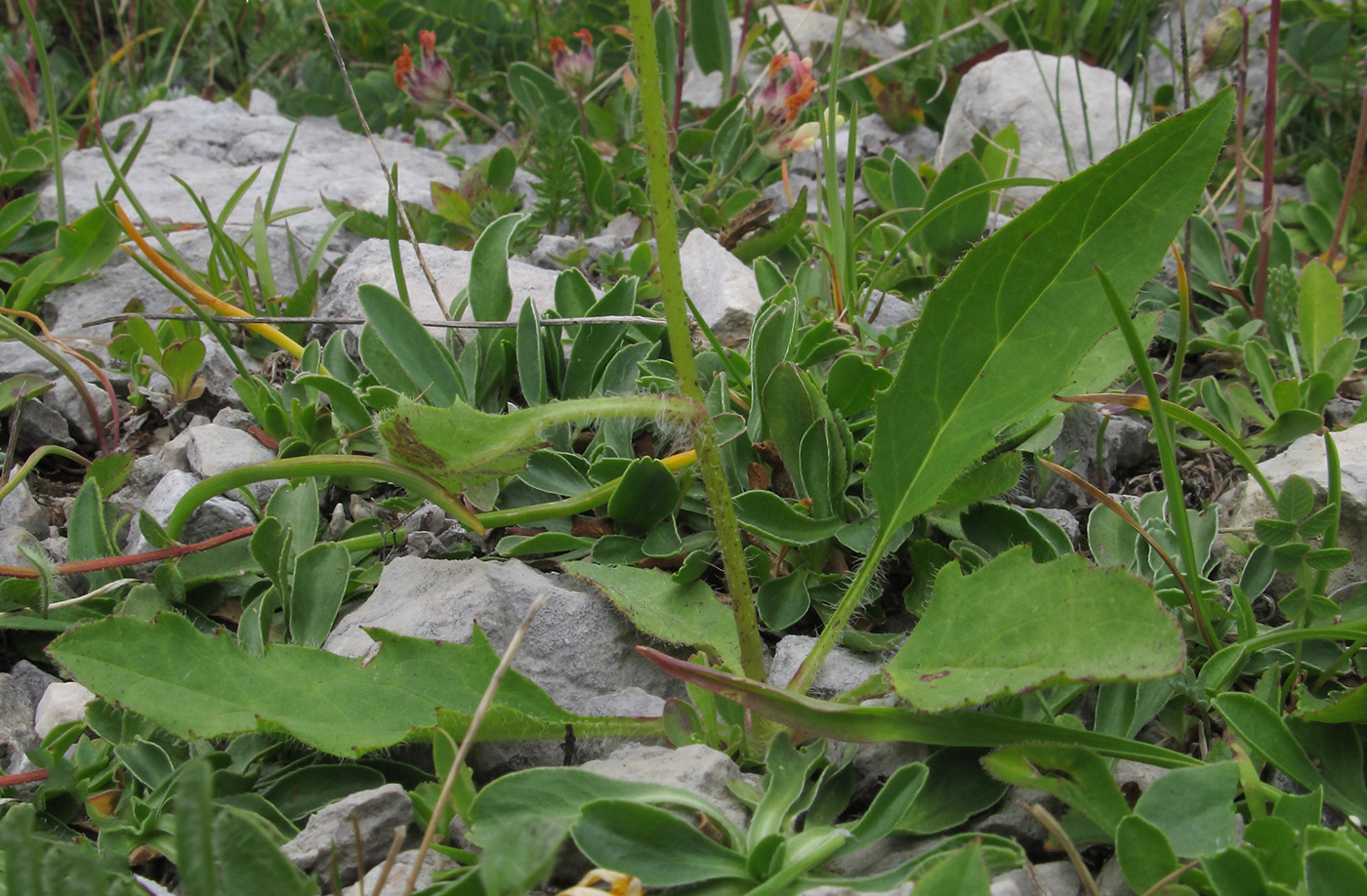 Image of Hieracium macrolepis specimen.