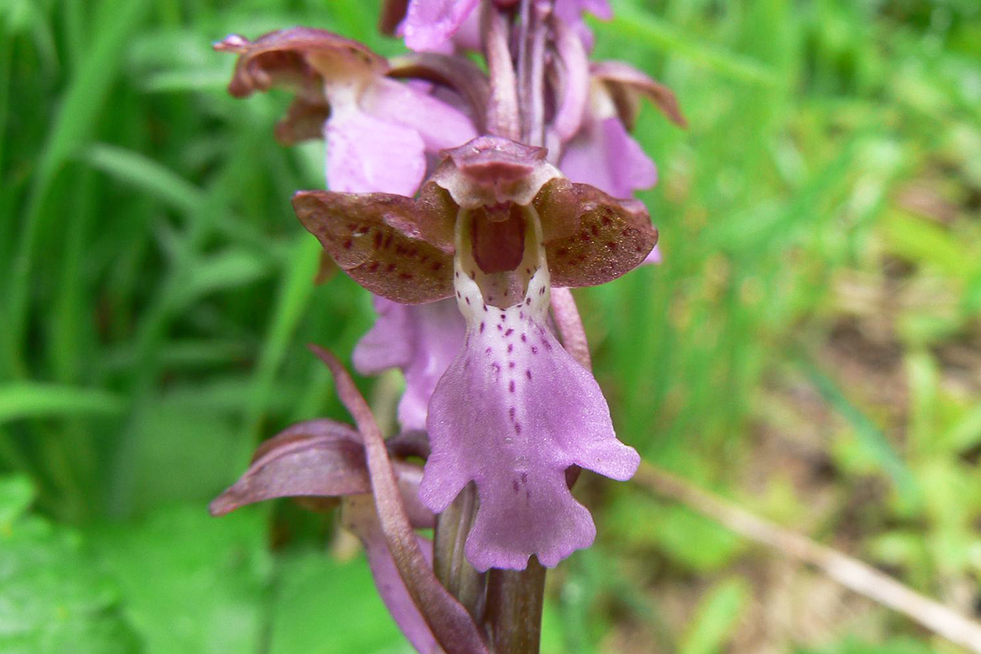 Image of Orchis spitzelii specimen.