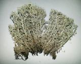 Cladonia arbuscula