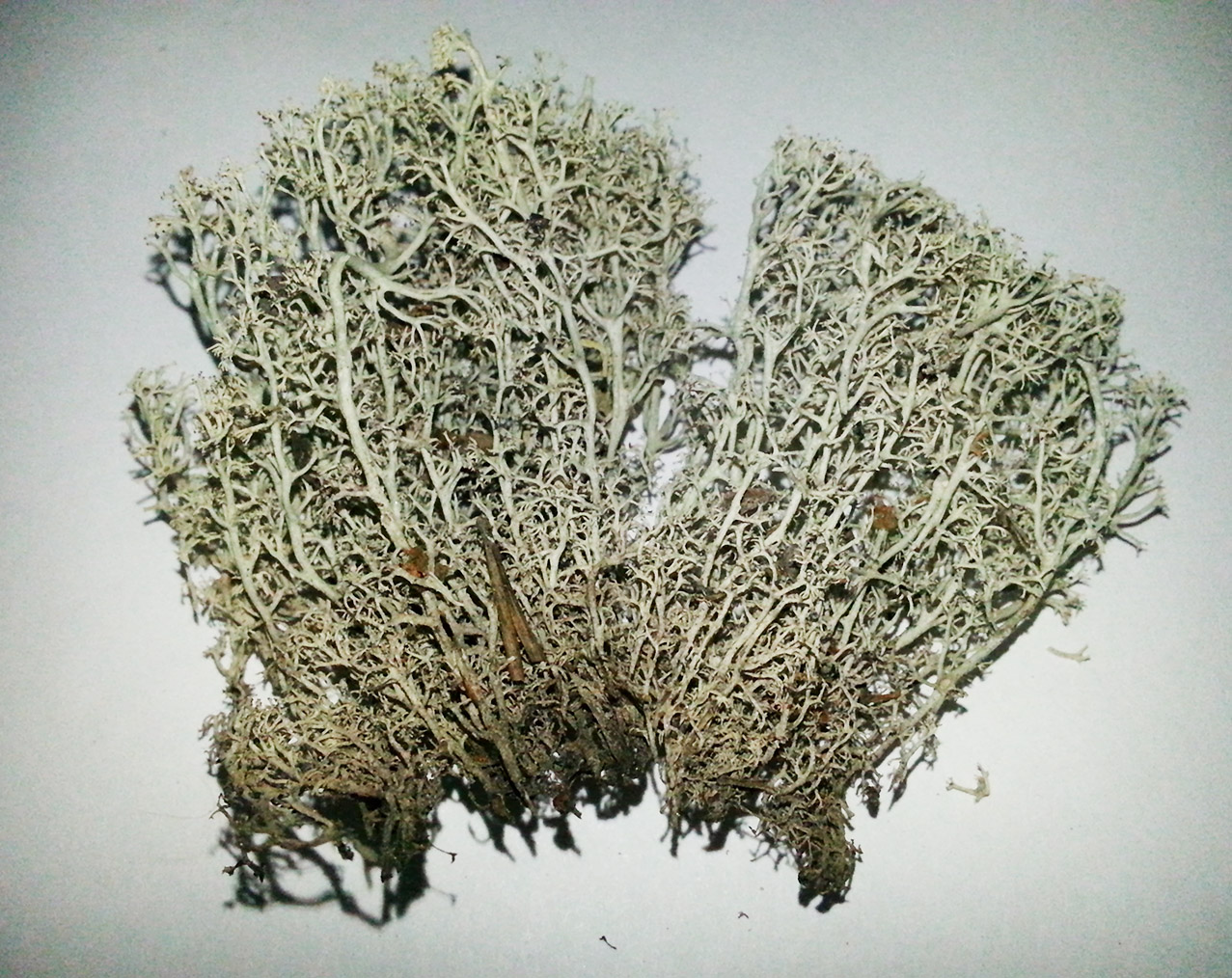 Image of Cladonia arbuscula specimen.