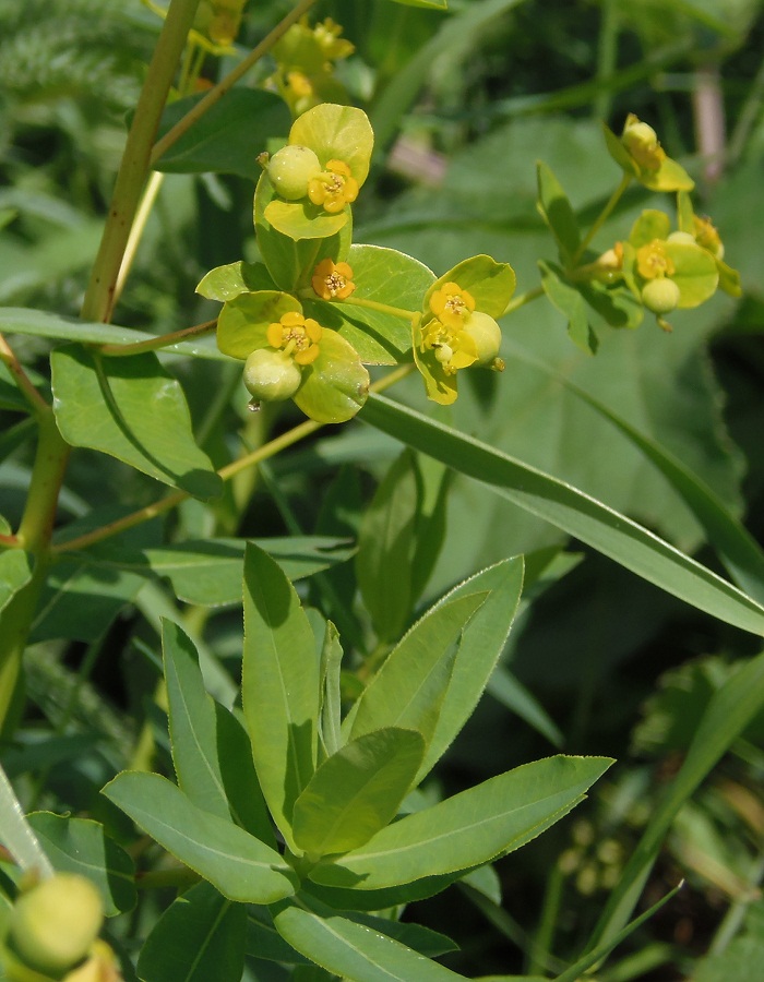 Изображение особи Euphorbia villosa.