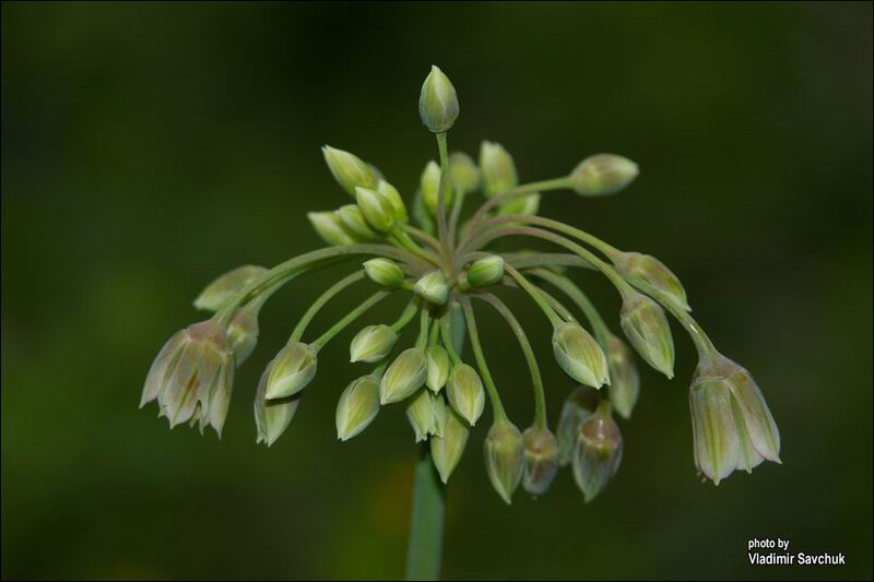 Image of Nectaroscordum bulgaricum specimen.