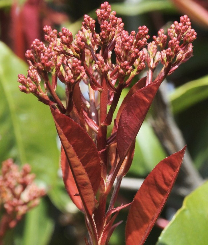 Image of Photinia &times; fraseri specimen.