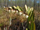 Chamaedaphne calyculata. Верхушка побега с соцветием. Коми, Корткеросский р-н, окр с. Маджа, лесное болото. 11.05.2015.