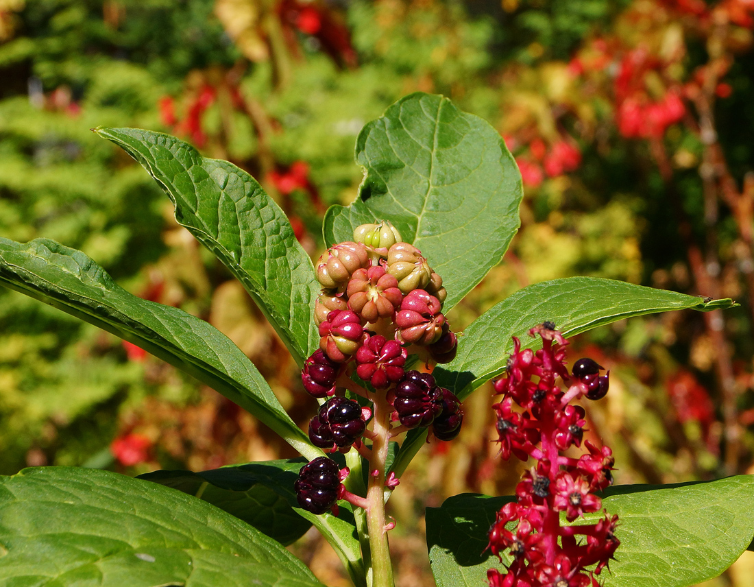 Изображение особи Phytolacca acinosa.