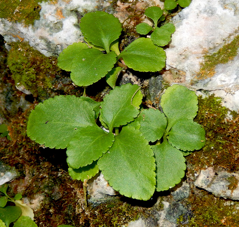 Изображение особи Chiastophyllum oppositifolium.