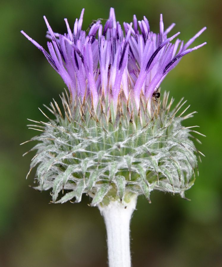 Image of Jurinea mollis specimen.