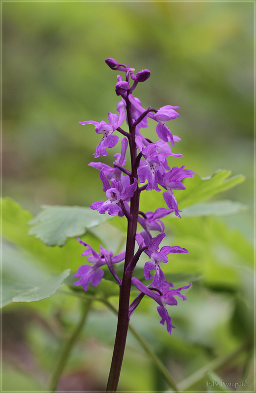 Изображение особи Orchis mascula.