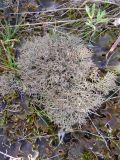 genus Cladonia