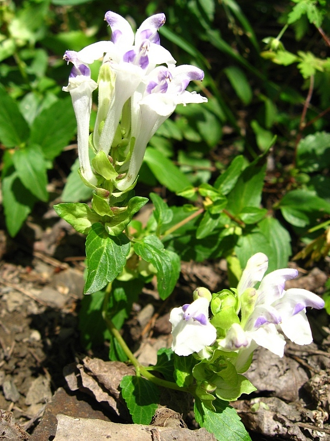 Image of genus Scutellaria specimen.