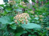 Physocarpus opulifolius. Ветвь с соцветием. Пензенская обл., Лунинский р-н, окр. с. Ферлюдинка, левый берег р. Шукша, опушка сосново-широколиственного леса. 19 июня 2015 г.