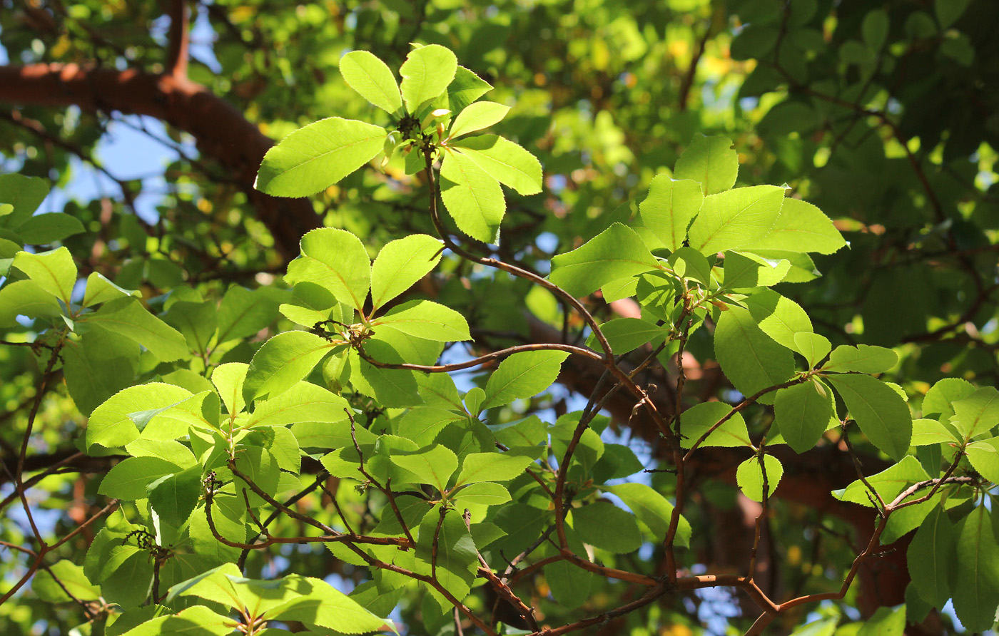 Изображение особи Arbutus &times; andrachnoides.